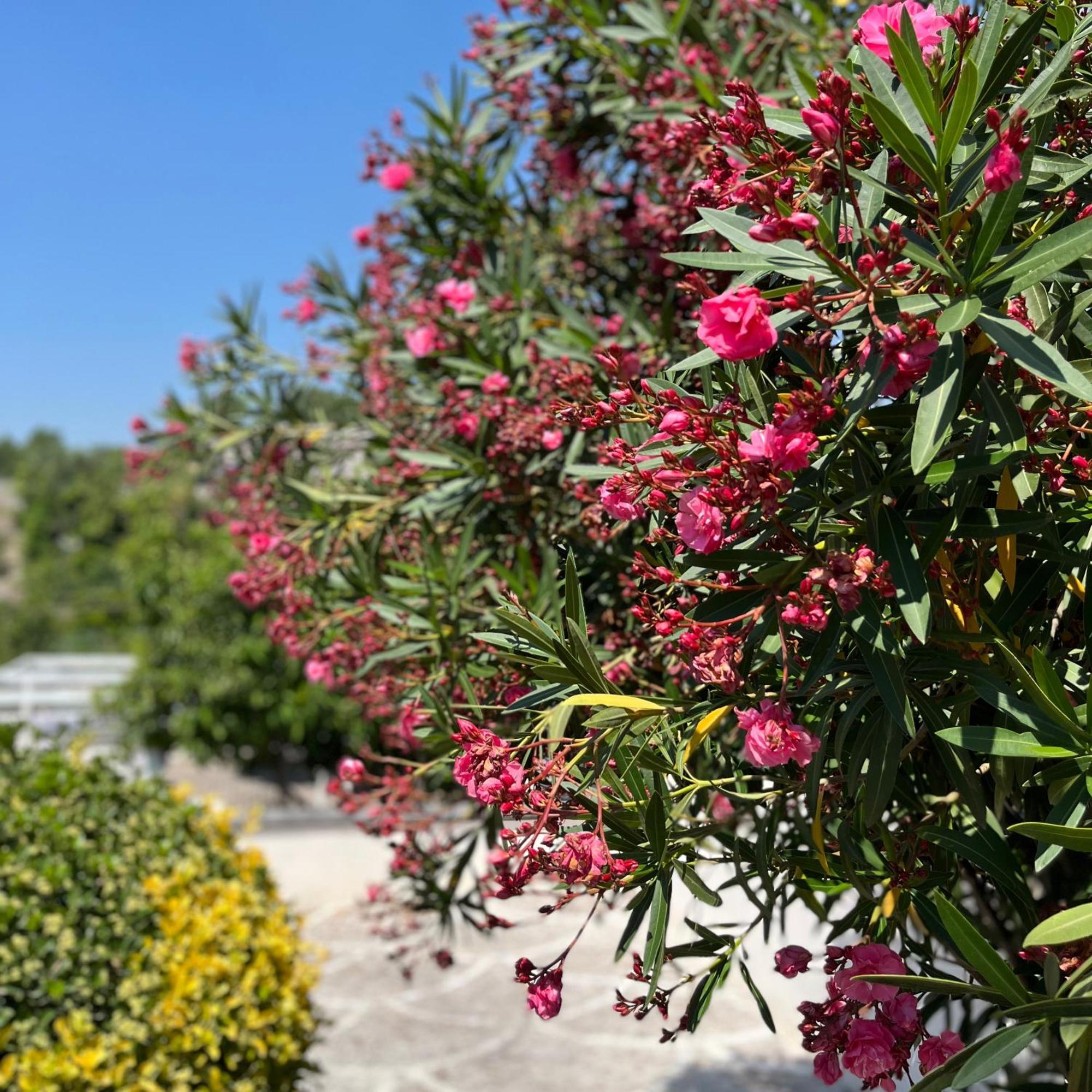 Villa Manzo Relais -Pompei Vesuvius Boscotrecase Bagian luar foto